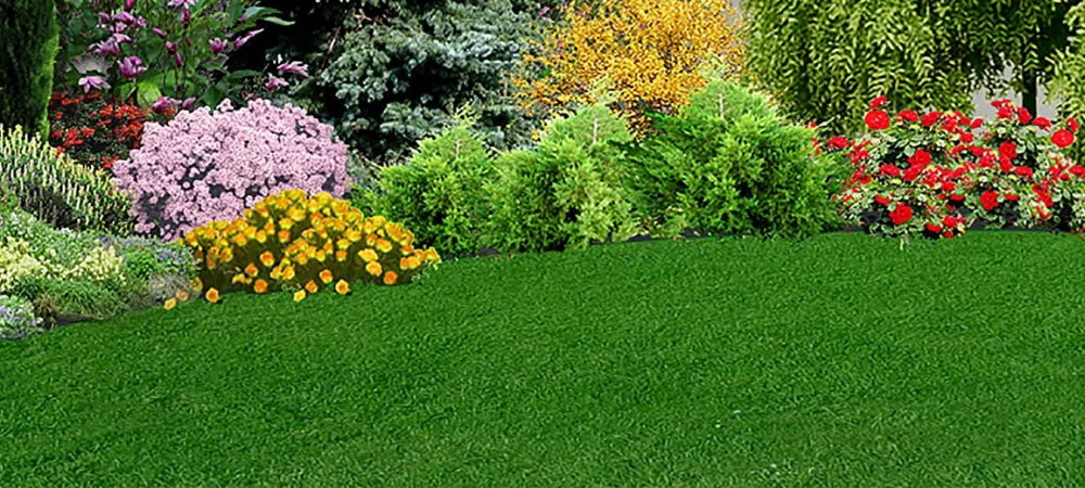 lawn