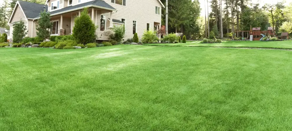 lawn