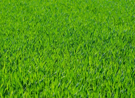 green-grass