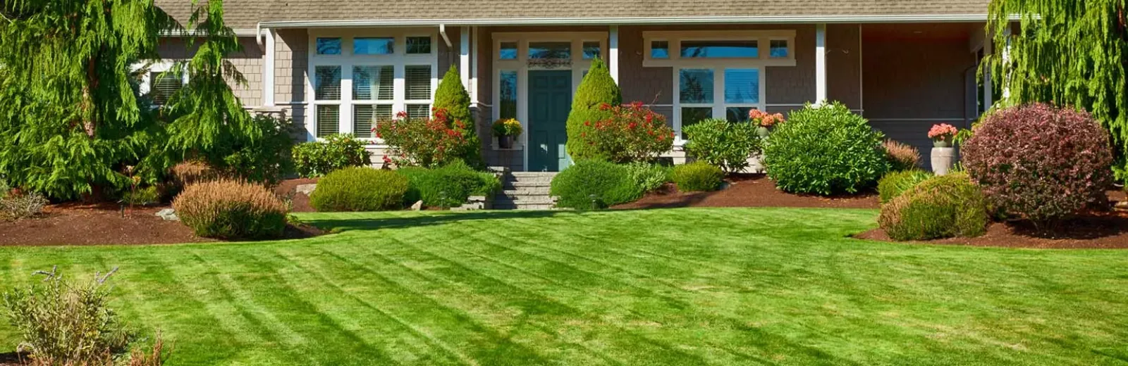 shrubs