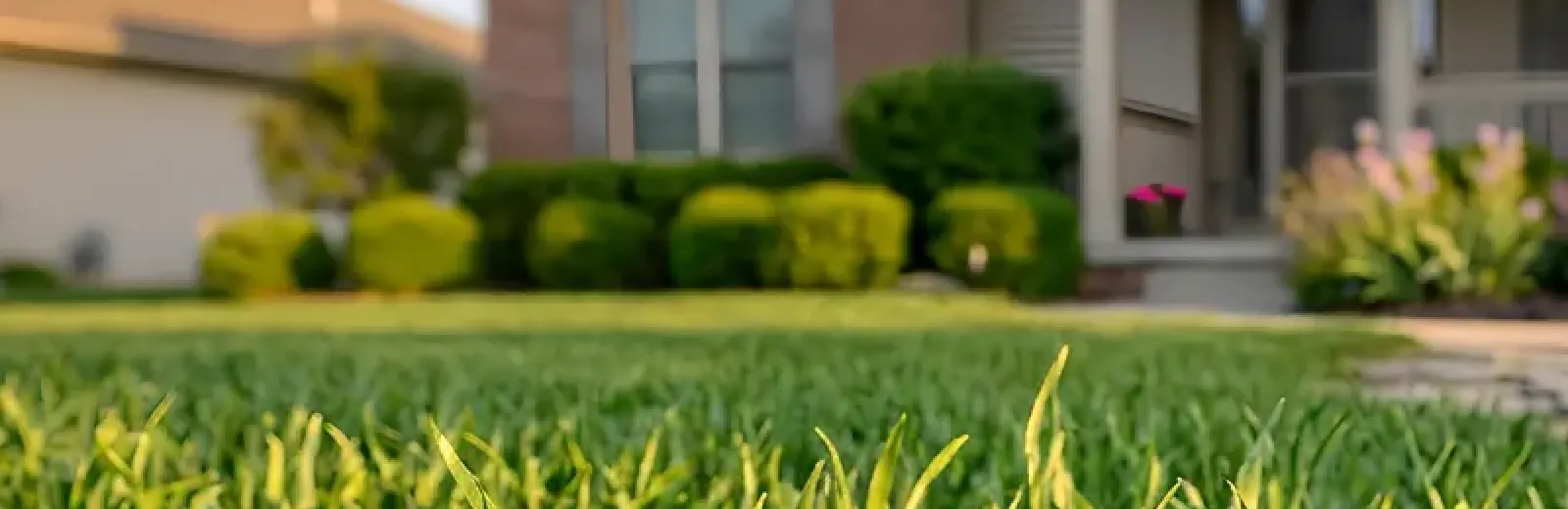 green healthy grass