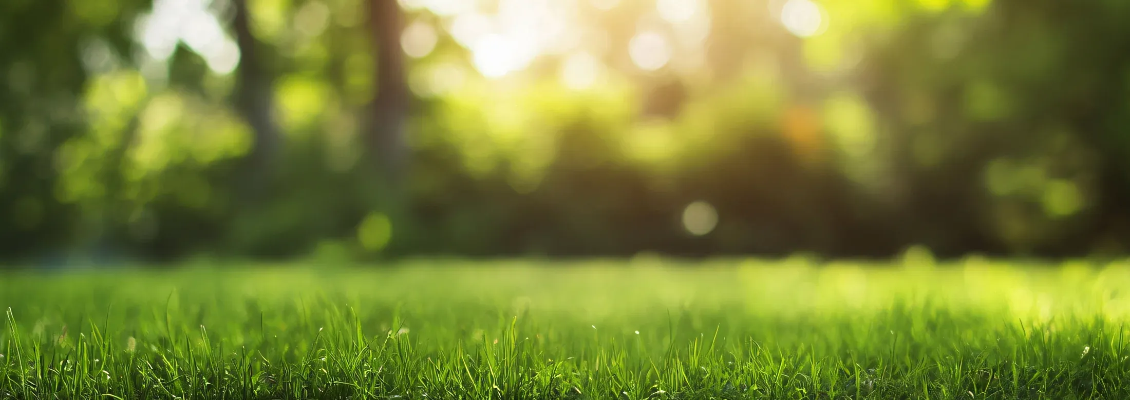 grass and trees background