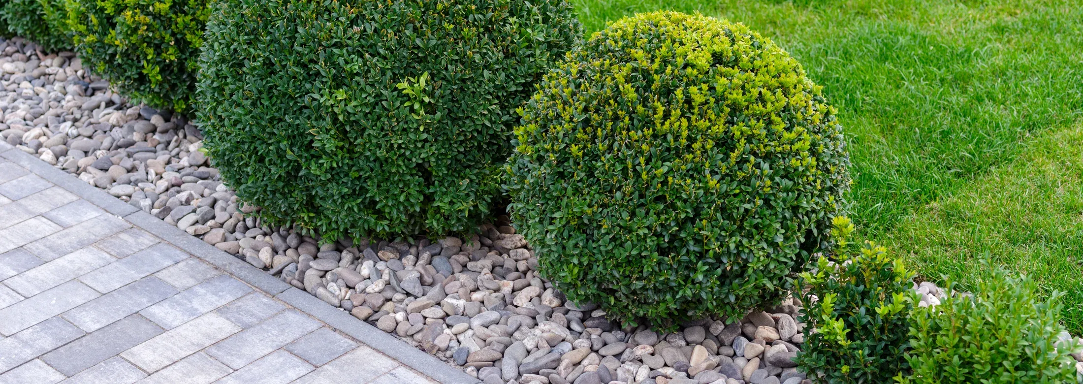 shrubs