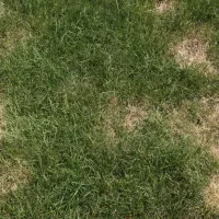 brown grass