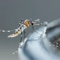 mosquito outside