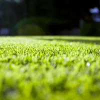 lawn