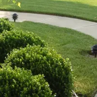 landscaped shrubs in a front yard