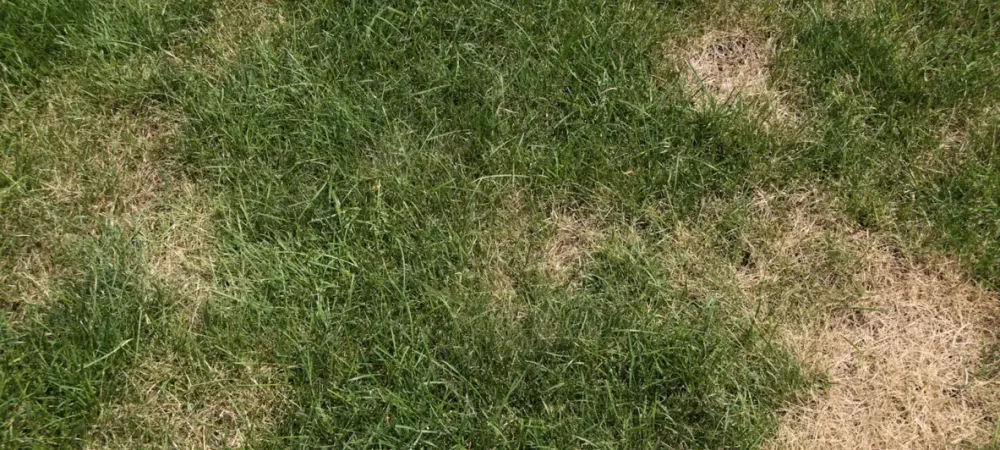 brown grass
