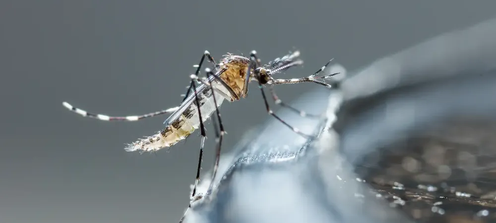 mosquito outside