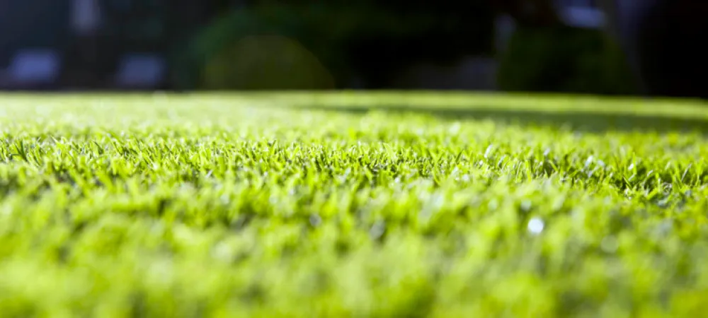 lawn