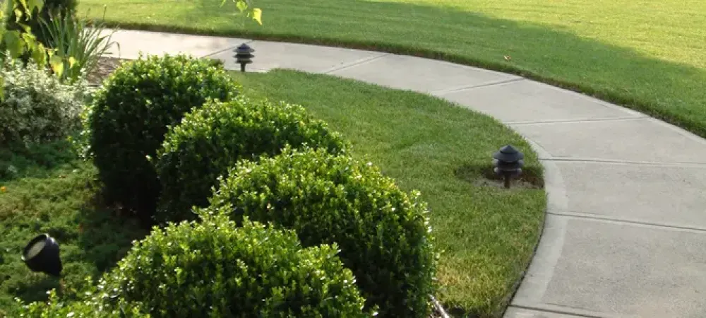landscaped shrubs in a front yard