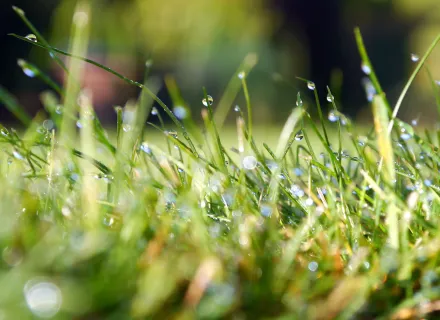 Grass