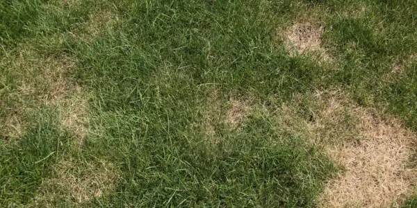 brown grass