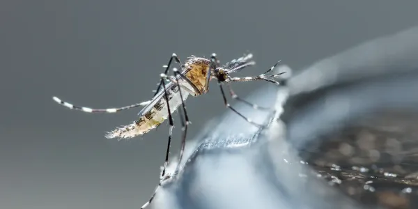 mosquito outside