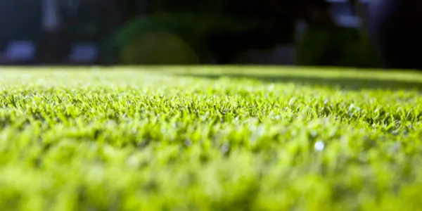 lawn